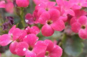 Foto 28 - Casa Amor