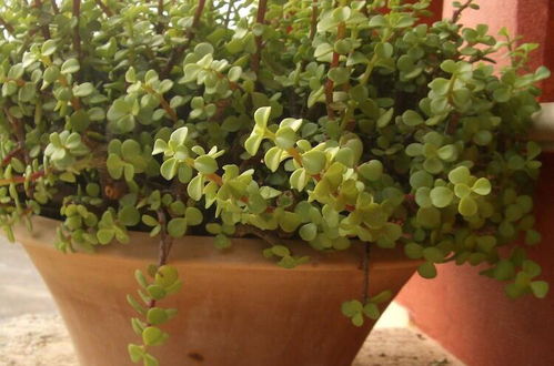 Foto 17 - Agroturismo sa Rota d' en Palerm