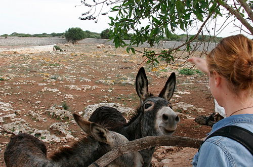 Photo 8 - Agroturismo Matxani Gran