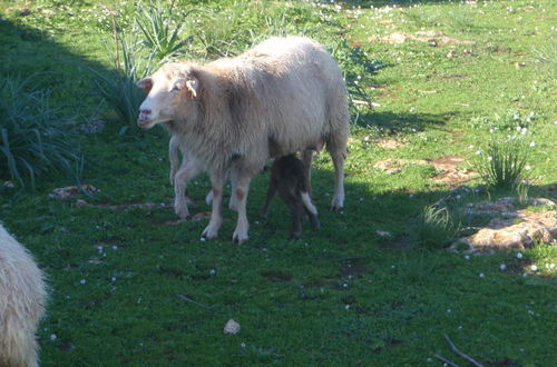 Photo 35 - Agroturismo Matxani Gran