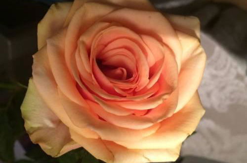 Photo 5 - Rose 170