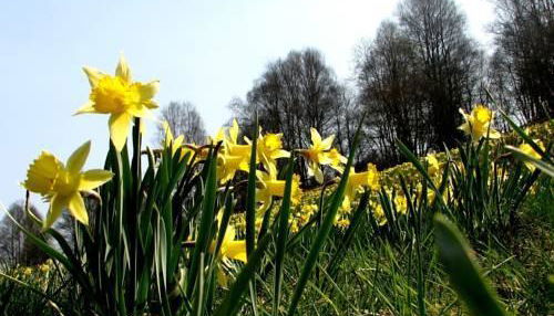 Photo 1 - Ferienhaus Wildblick