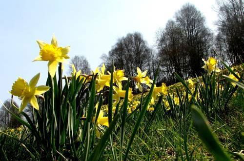 Photo 1 - Ferienhaus Wildblick