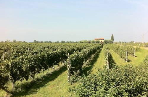 Photo 18 - CASCINA TABACHERA x10 Vineyard House - GARDA LAKE
