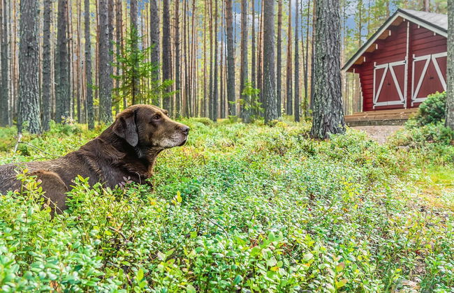 Haus mit 1 Schlafzimmer in Ylitornio mit sauna - Foto 24