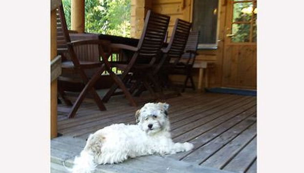 2 bedroom House in Kuhmoinen with sauna - Photo 3