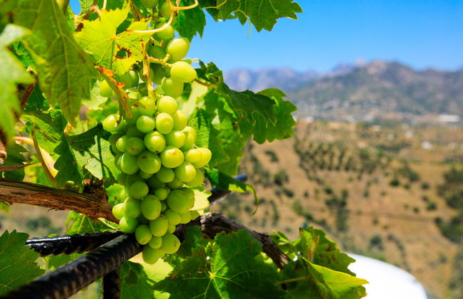 Villa Laura - Photo 29