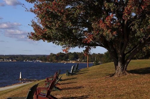 Photo 19 - Amazing Getaway: Enjoy our Cozy Log Cabins on the Chesapeake Bay