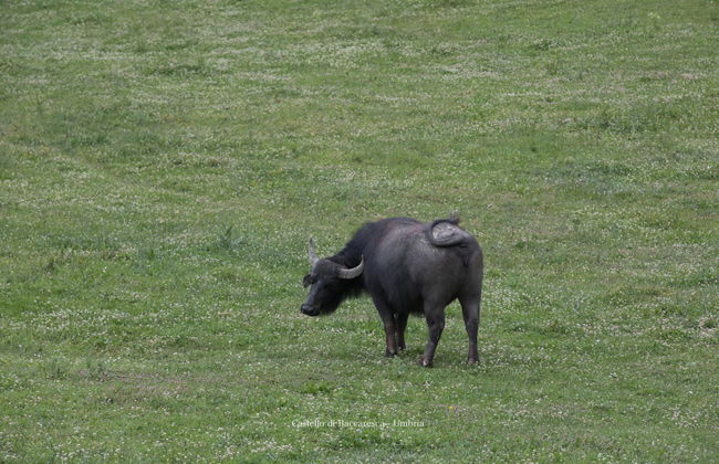 Castello di Baccaresca - Foto 19