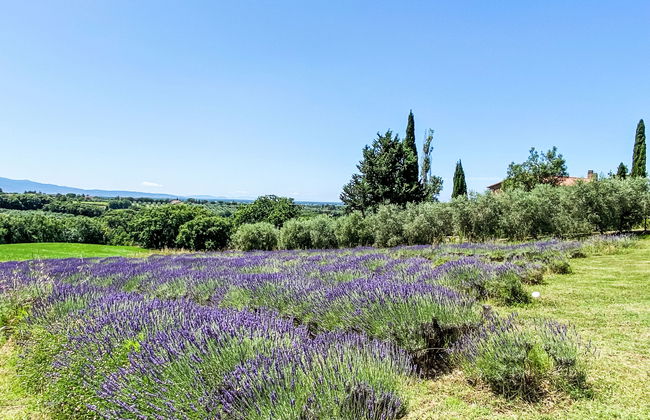 Appartement de 3 chambres à Bibbona avec jardin et terrasse - Photo 39