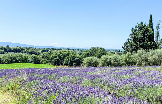 Appartement de 3 chambres à Bibbona avec jardin et terrasse - Photo 53