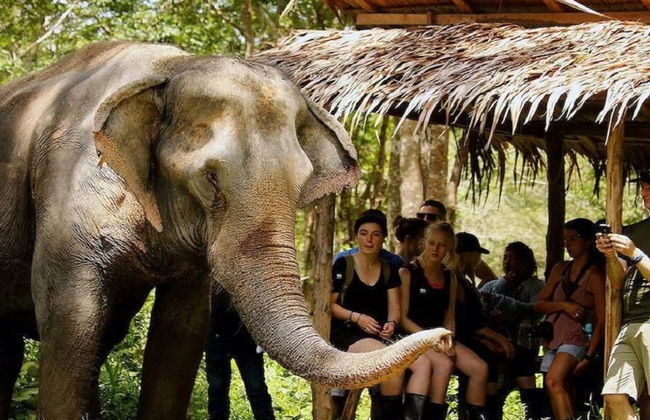 An Afternoon with Elephants - Foto 3