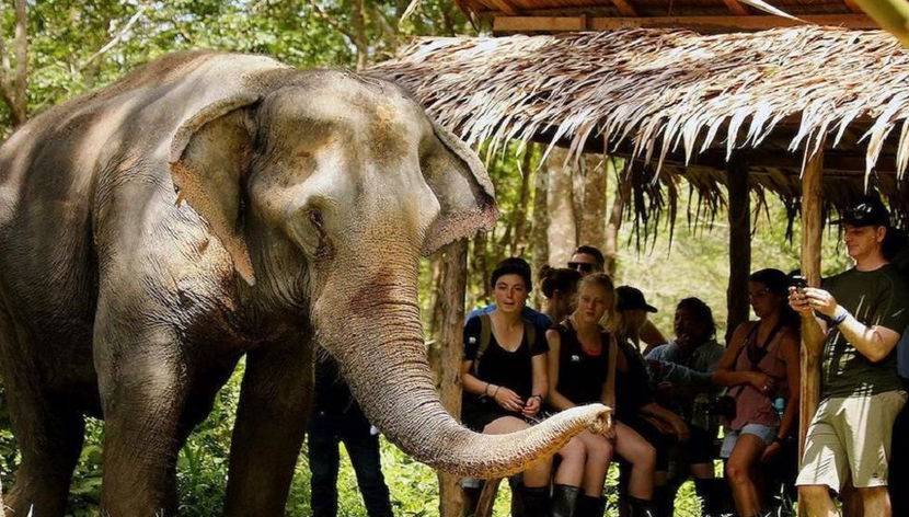 An Afternoon with Elephants - Foto 3