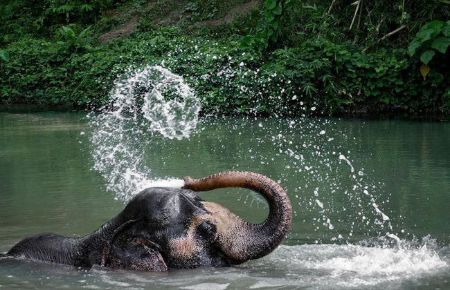 An Afternoon with Elephants - Foto 2