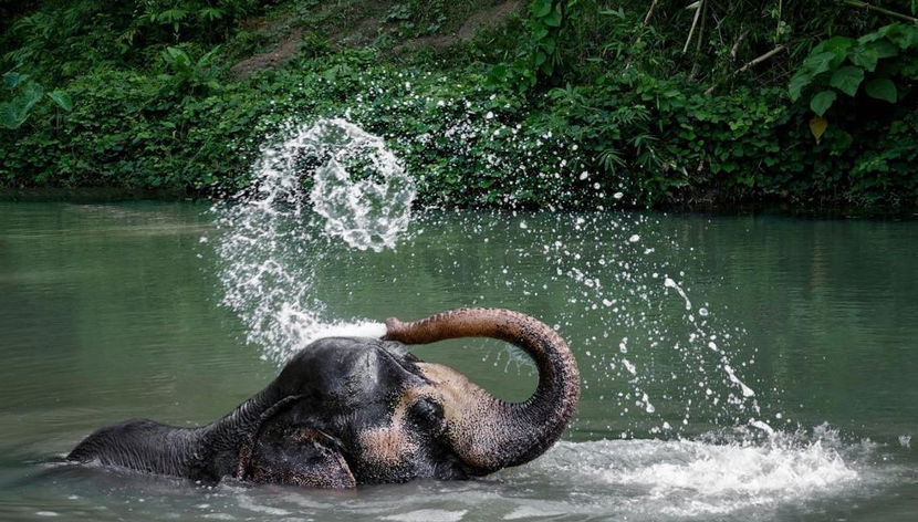 An Afternoon with Elephants - Foto 2