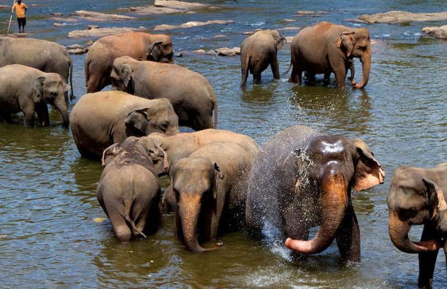 Orphelinat des Éléphants de Pinnawala - Excursion d'une journée - Photo 4
