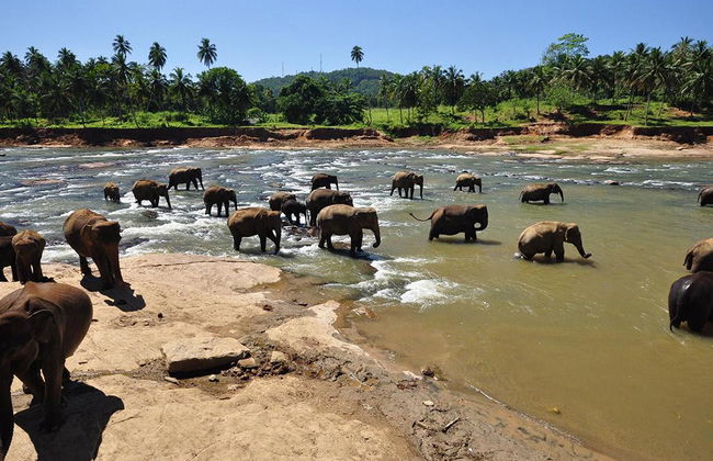 Orphelinat des Éléphants de Pinnawala - Excursion d'une journée - Photo 3