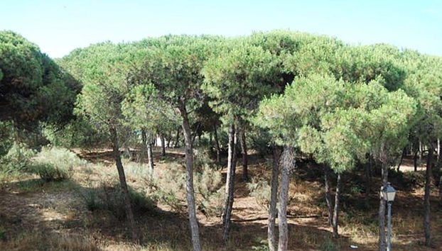 On Family Islantilla - Foto 2