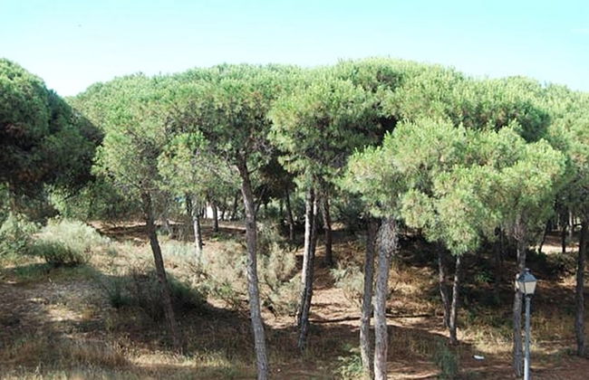 On Family Islantilla - Foto 2