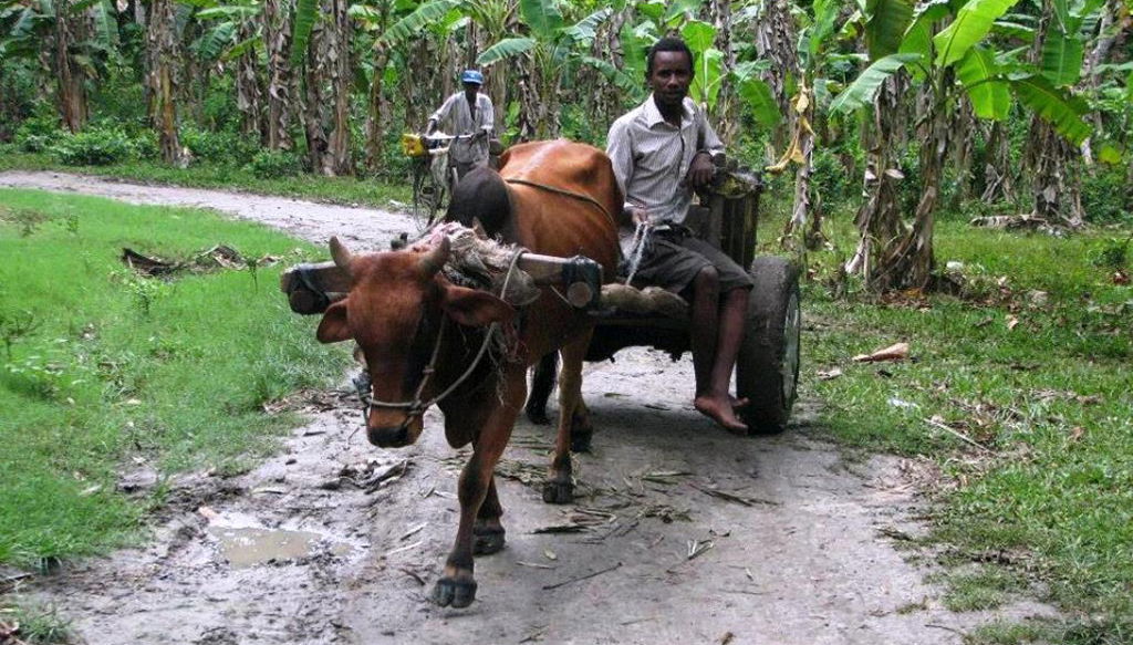Espíritu zanzibarí - Foto 1