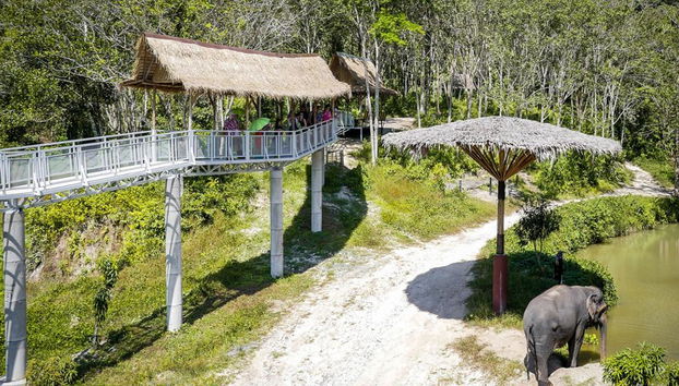 PES Canopy Walkway Program - Photo 3