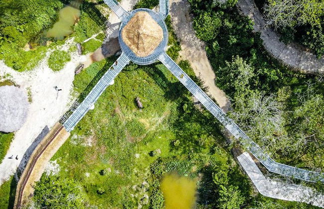 PES Canopy Walkway Program - Photo 2