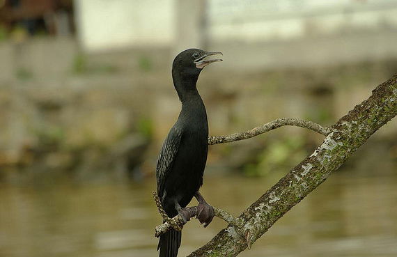 Safari por el río - Foto 5