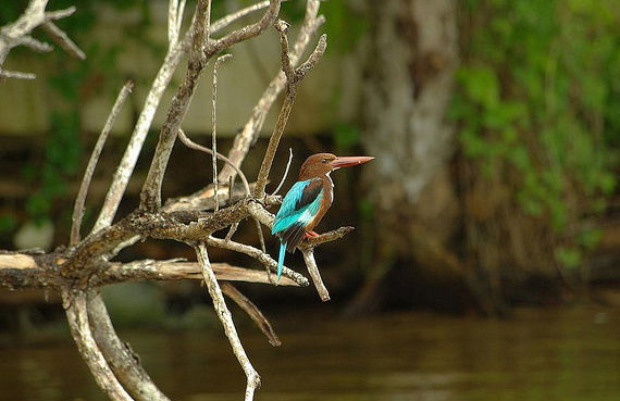Safari por el río - Foto 4