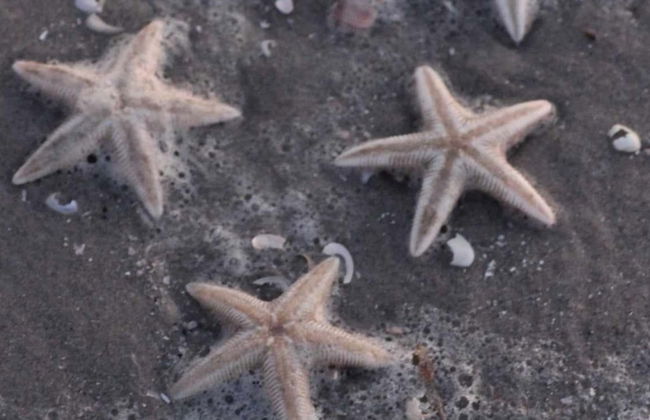 Casa de 5 quartos em Strandby com terraço e banheira de hidromassagem - Foto 13
