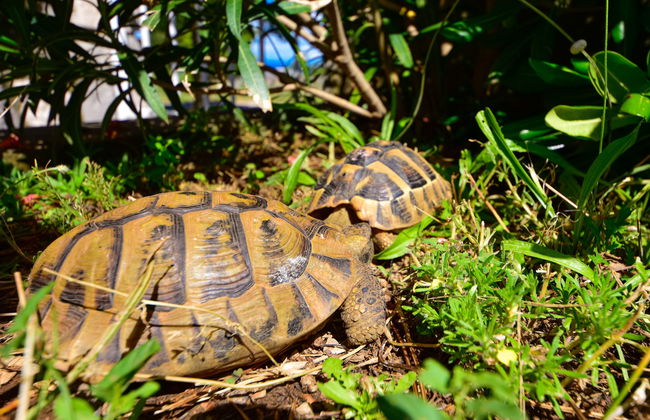 Apartment mit 2 Schlafzimmern in Novi Vinodolski mit garten und terrasse - Foto 20