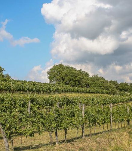 Foto de Excursión privada de un día completo a la región vinícola de la Istria eslovena desde Portorož/Piran