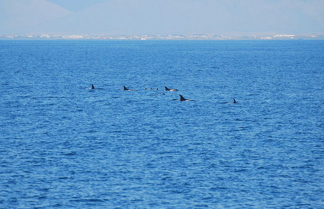 Observation des baleines à bord de grands bateaux - Photo 6