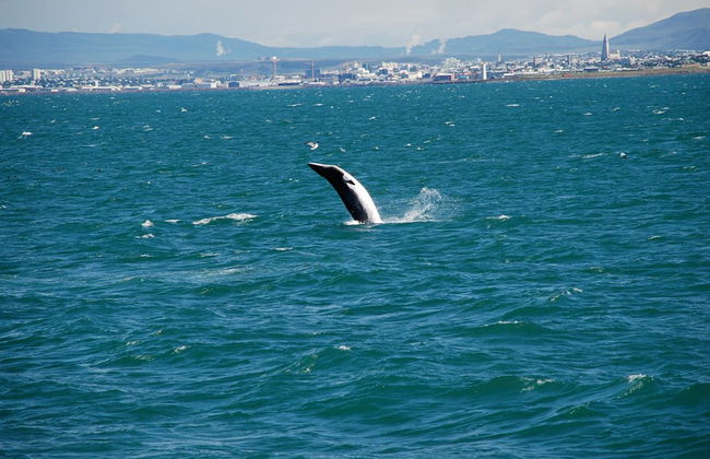 Observation des baleines à bord de grands bateaux - Photo 4