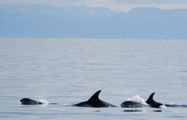 Observation des baleines à bord de grands bateaux - Photo 5
