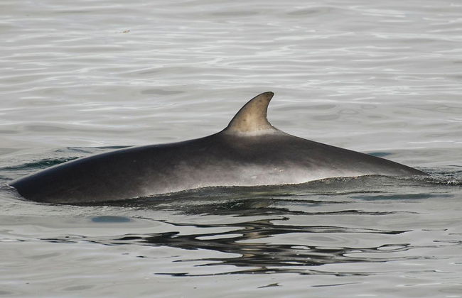 Observation des baleines à bord de grands bateaux - Photo 3