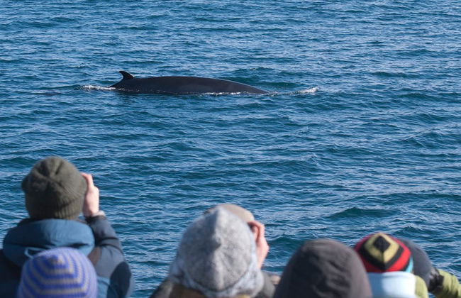 Observation des baleines à bord de grands bateaux - Photo 2