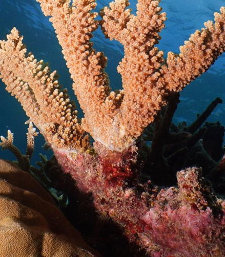 Foto de Silversonic Outer Barrier Reef Cruise from Port Douglas