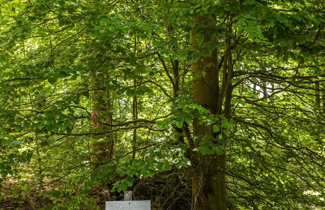 Casa de 4 quartos em Olofström com jardim e sauna - Foto 22