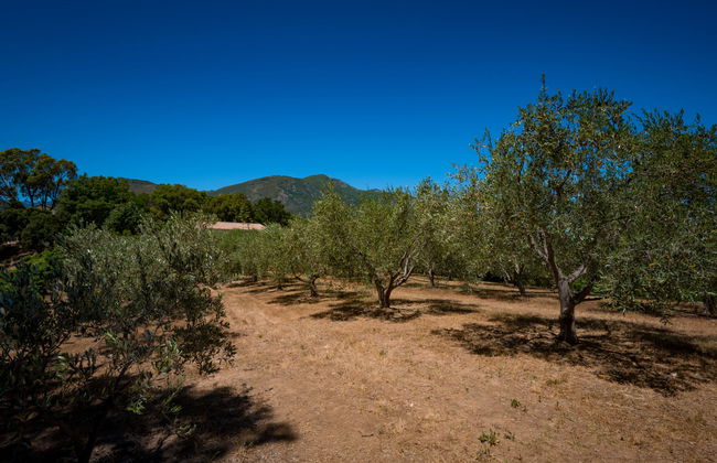 Casa de 2 quartos em Cervione com jardim e terraço - Foto 25