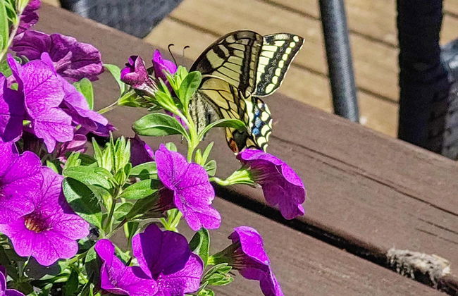 1 bedroom House in Petäjävesi with sauna - Photo 8