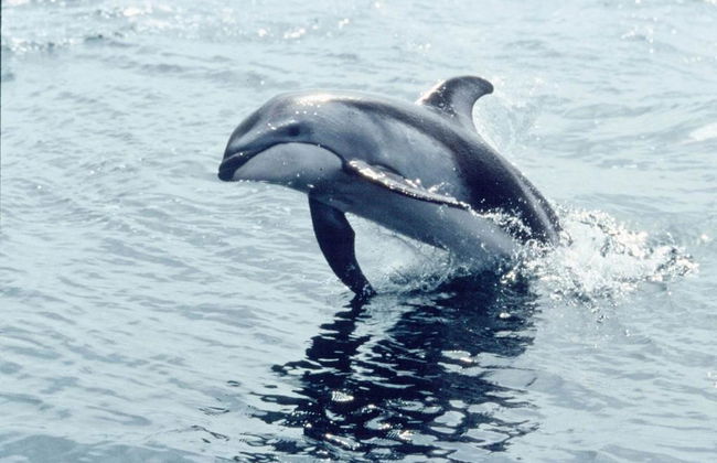 Avistaje de Ballenas con Orca Spirit Adventures - Tour en Zodiac - Foto 7