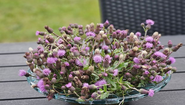 Maison de 3 chambres à Skjern avec terrasse et sauna - Photo 2