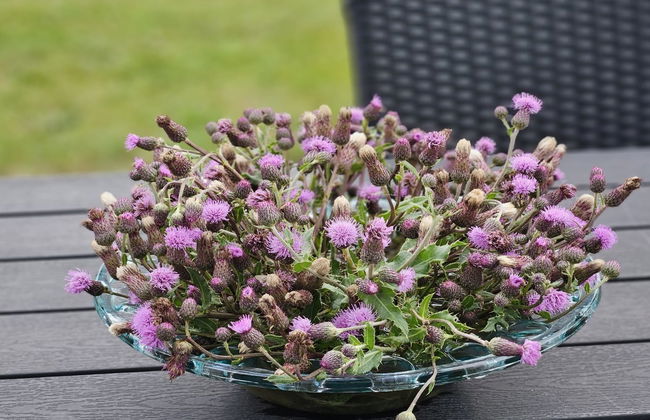 Maison de 3 chambres à Skjern avec terrasse et sauna - Photo 2
