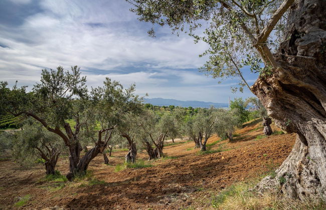 Tenuta Ciminata Greco - Foto 74