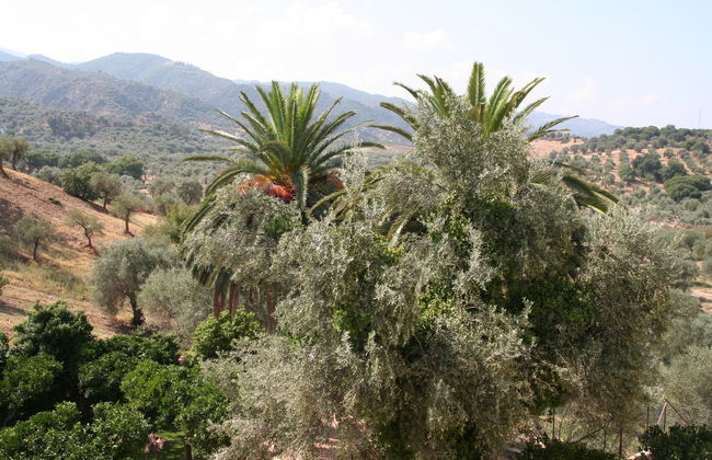 Tenuta Ciminata Greco - Foto 7