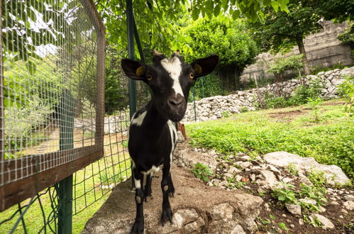 Foto 21 - Appartamento a Vito d'Asio con piscina e giardino