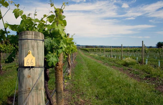 Art, Cheese and Wine Tour - Photo 4