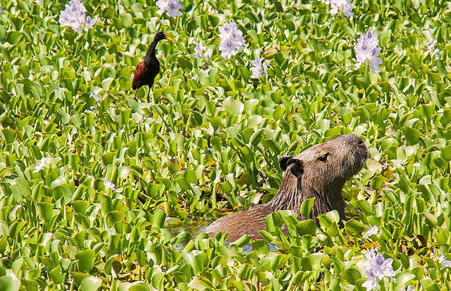 Biocentro Guembe - Excursión privada de día completo - Foto 4