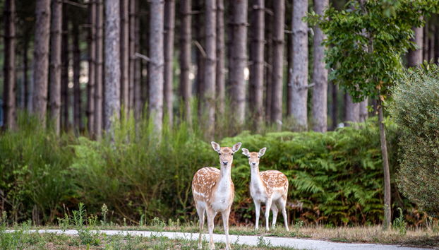 Casa de 1 habitación en Morton con piscina y terraza - Foto 4