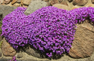 Foto 3 - Casa de 2 quartos em Rønne com terraço
